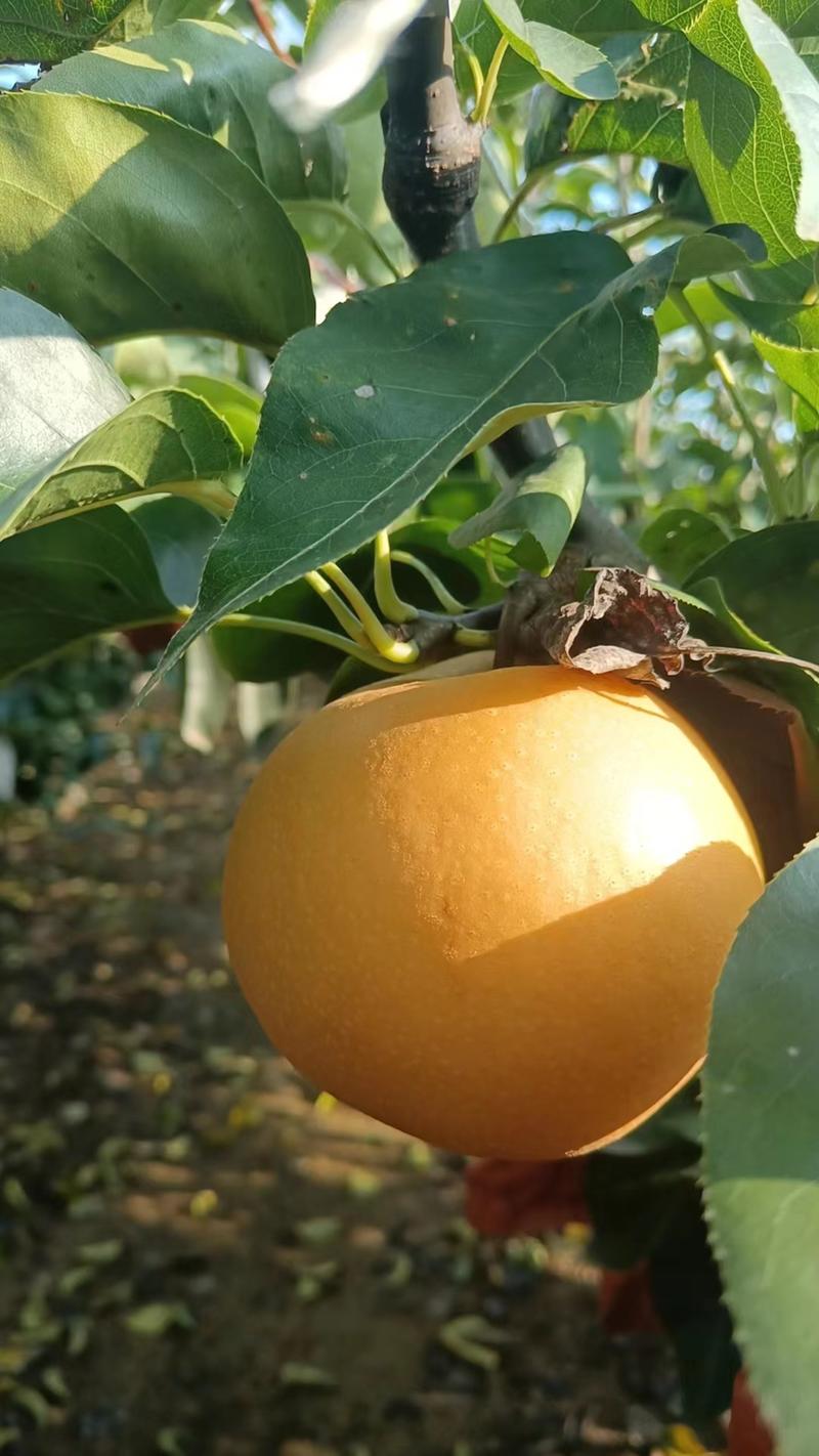 精品秋月梨，产地直发质量保证价格真实欢迎选购