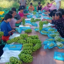 陕西大荔阳光玫瑰货源充足对接电商超市市场批发