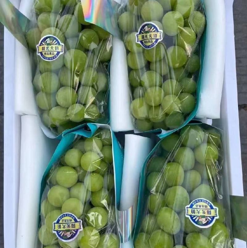 陕西大荔阳光玫瑰货源充足对接电商超市市场批发