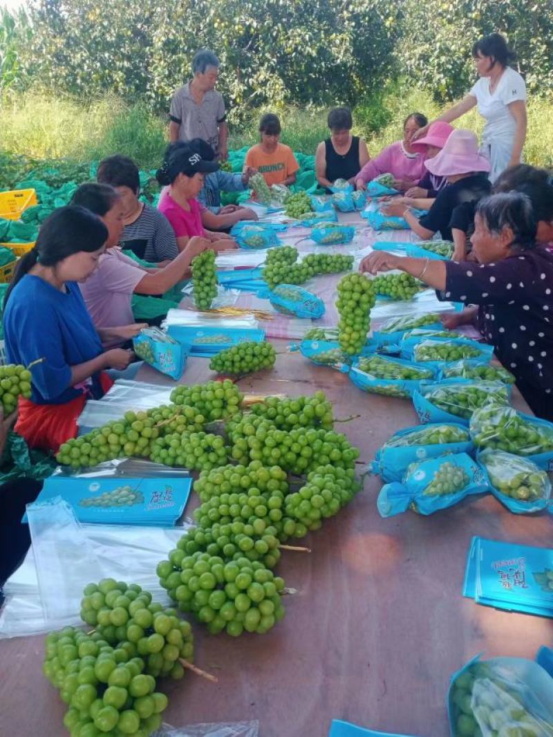 陕西大荔阳光玫瑰货源充足对接电商超市市场批发