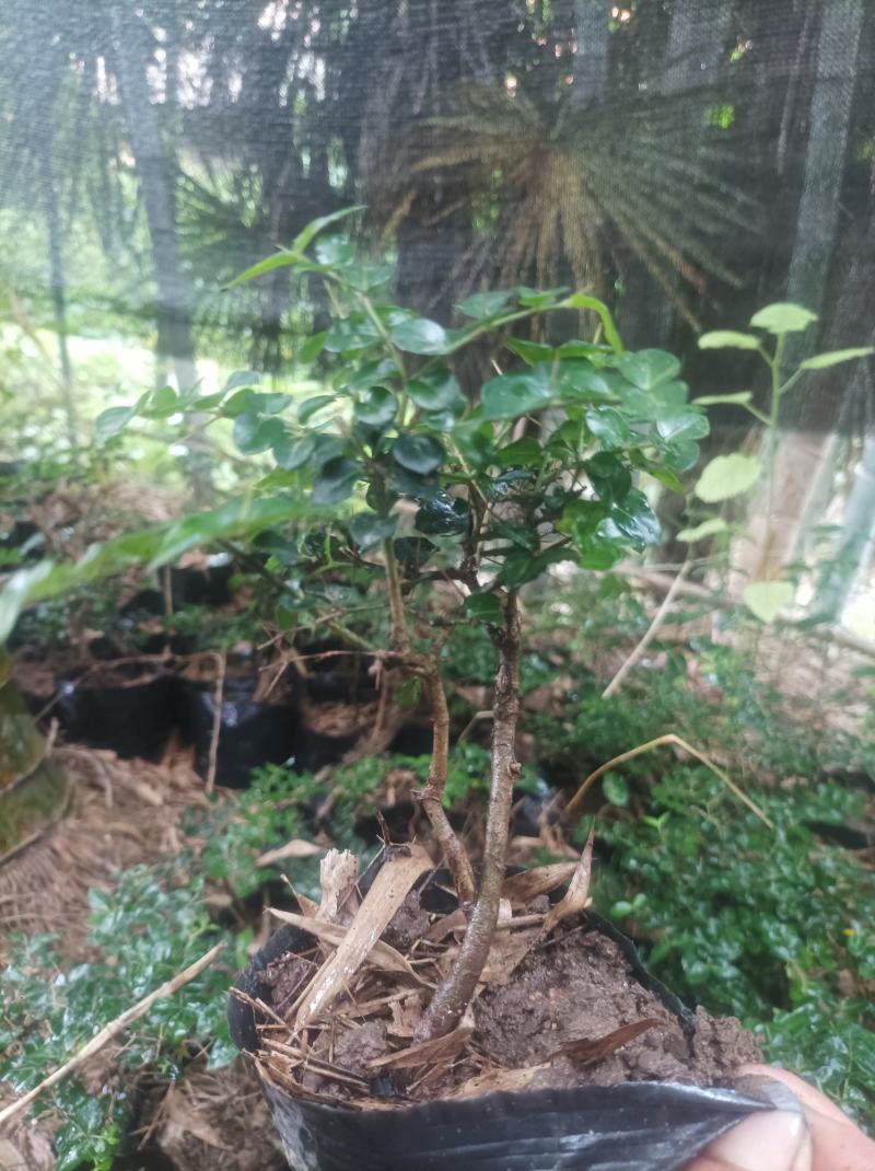 虎刺盆栽