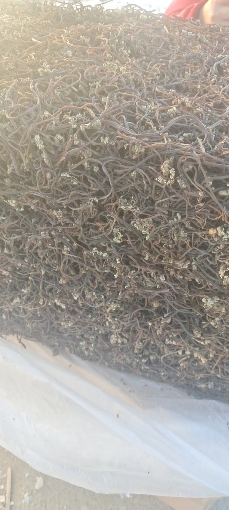 蕨菜干