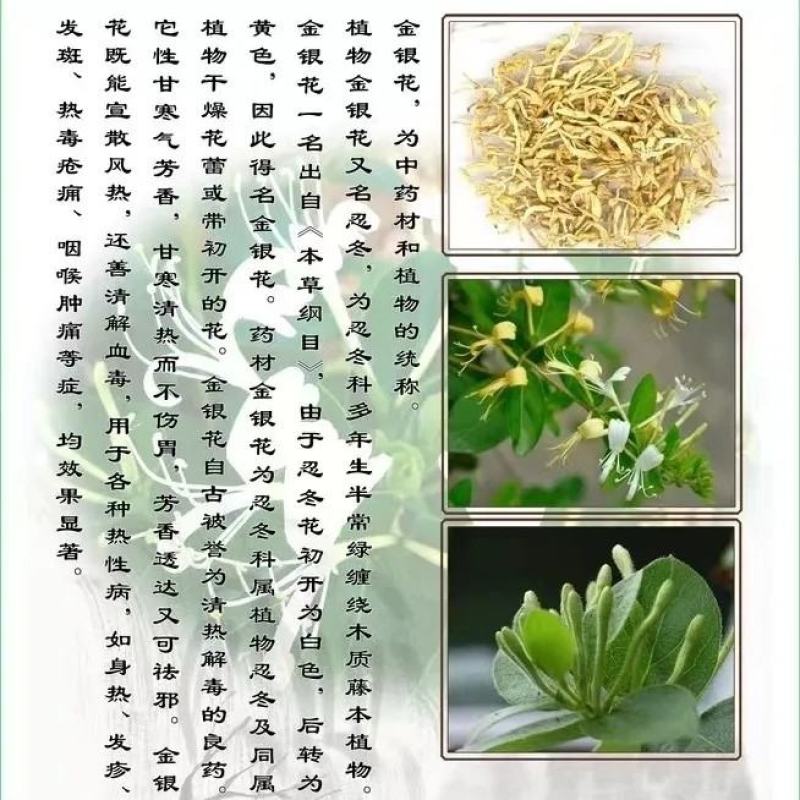 带土金银花树苗四季金银花泡茶花卉阳台盆景四季开花耐寒耐旱