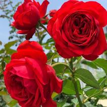 浓香玫瑰花苗四季开花大花朵庭内外绿植盆栽阳台观赏老桩大花
