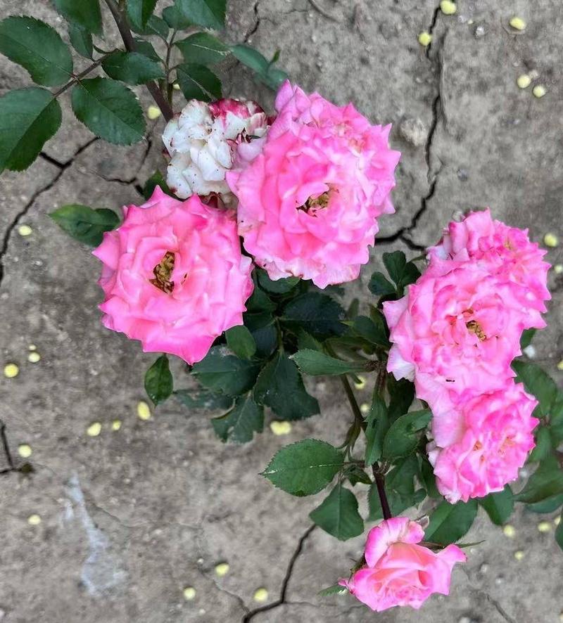 浓香玫瑰花苗四季开花大花朵庭内外绿植盆栽阳台观赏老桩大花