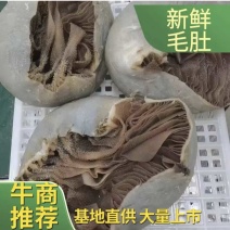 【优质】山东整毛肚整肚大量现货保质保量欢迎订购