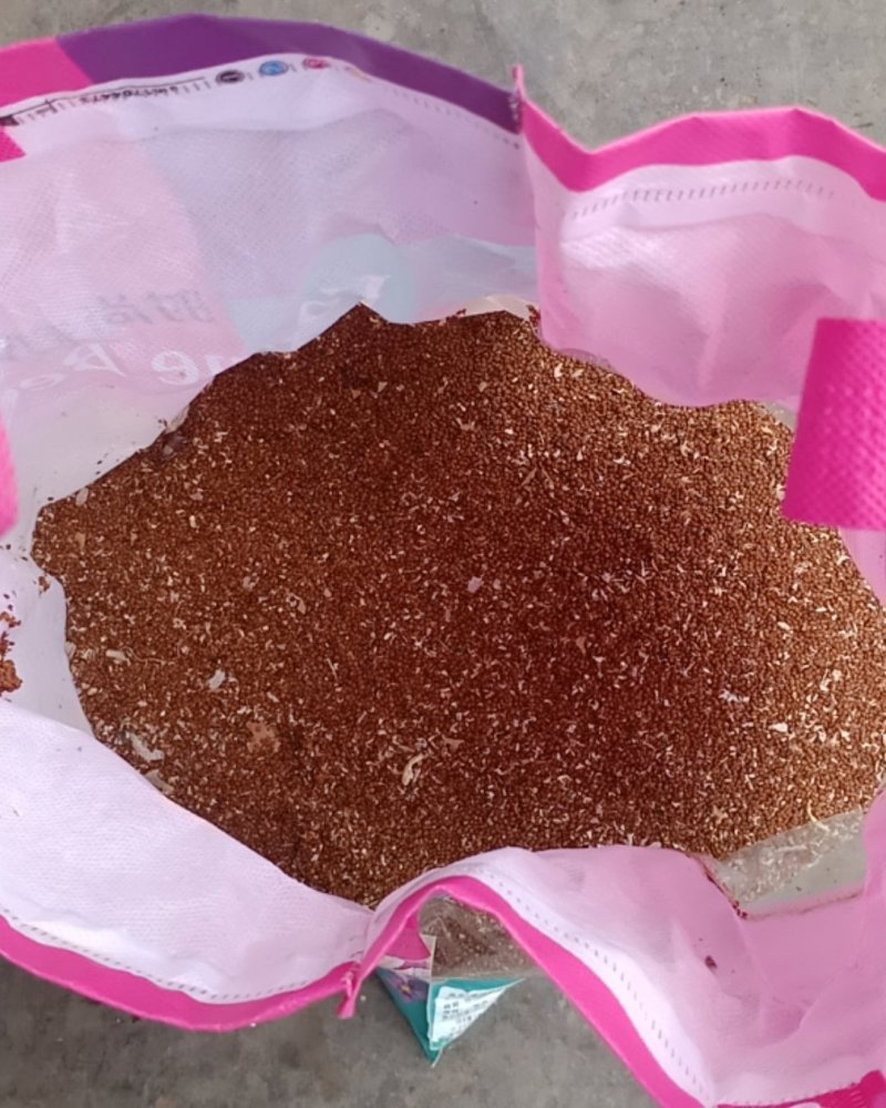 云南镇雄本地木瓜冰粉籽云南特产质量保证欢迎来电