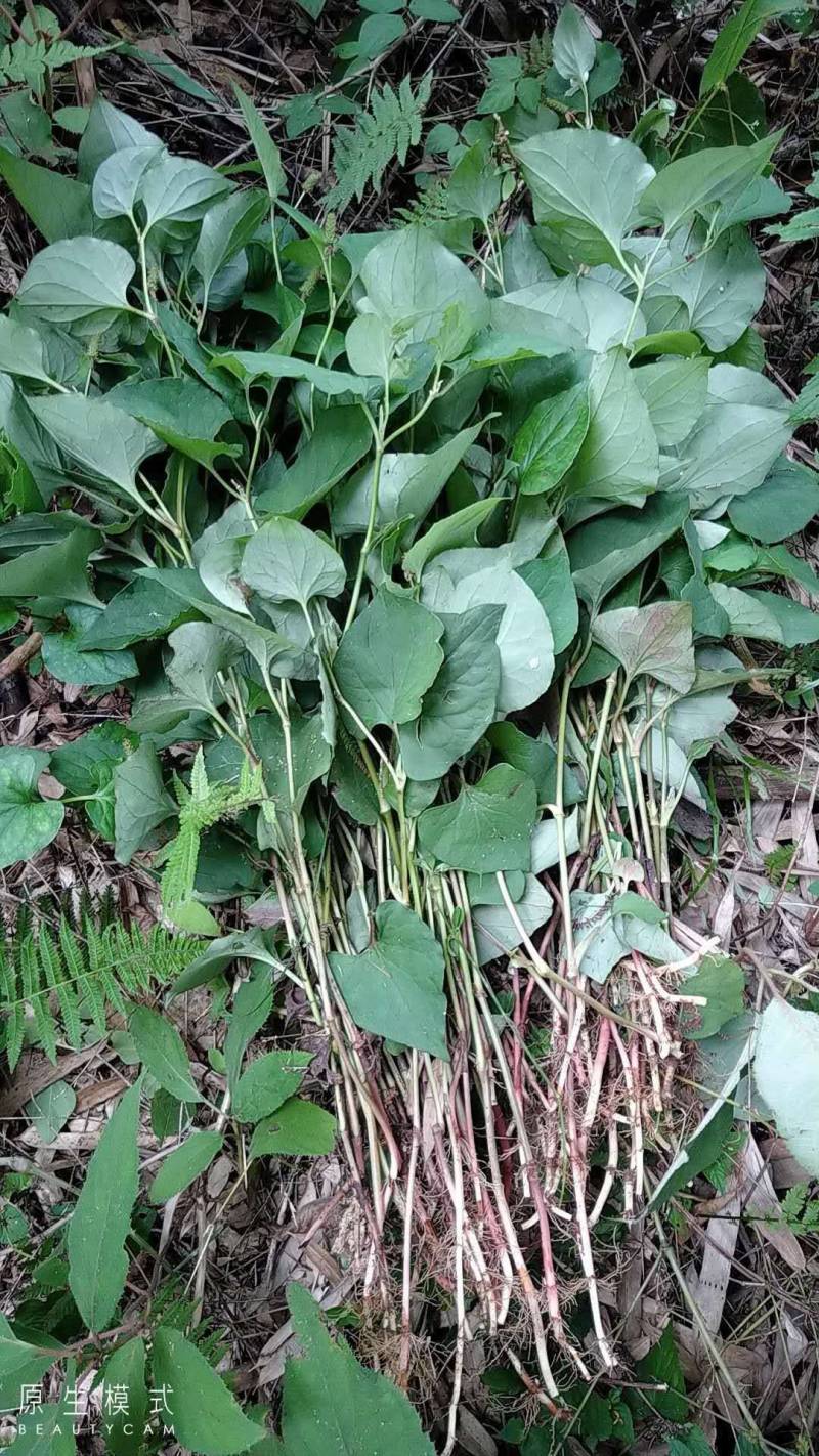 鱼腥草折耳根干货