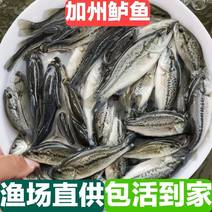 江苏宿豫区鲈鱼苗价格，免费提供技术，售后全程服务