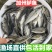 江苏宿豫区鲈鱼苗价格优惠，免费提供技术，售后全程服务