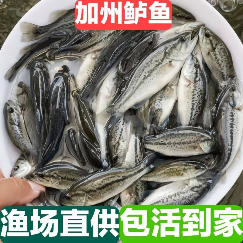 江苏宿豫区鲈鱼苗价格优惠，免费提供技术，售后全程服务