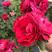 四季玫瑰月季花阳台种植观赏有耐热耐寒耐旱
