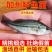 江苏宿豫区鲈鱼苗价格优惠，免费提供技术，售后全程服务
