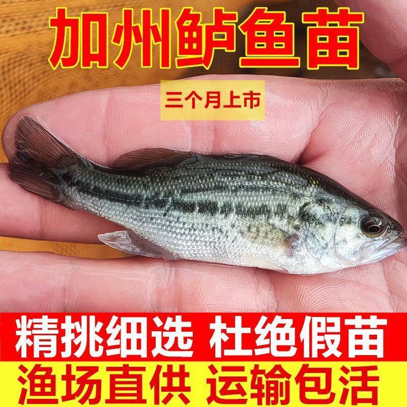 江苏宿豫区鲈鱼苗价格优惠，免费提供技术，售后全程服务