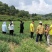 久星16韭菜种子，不休眠且叶色深绿，高抗病