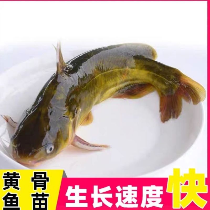 江苏，宿豫区黄骨鱼苗价格优惠，技术指导，售后跟踪服务