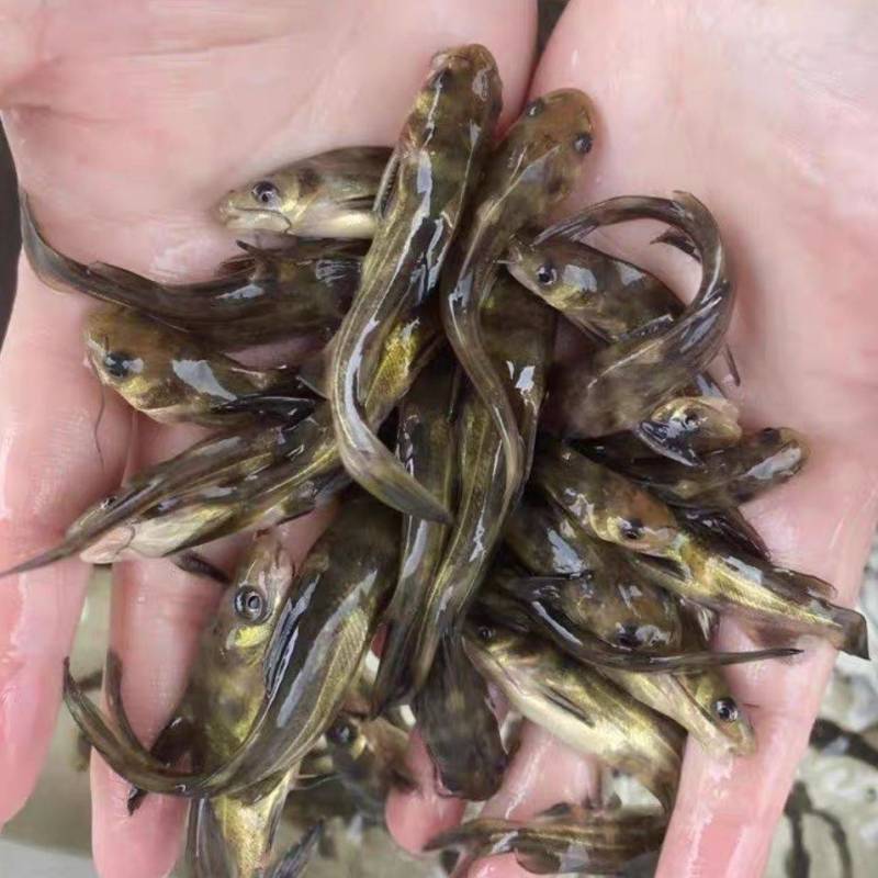 江苏，宿豫区黄骨鱼苗价格优惠，技术指导，售后跟踪服务