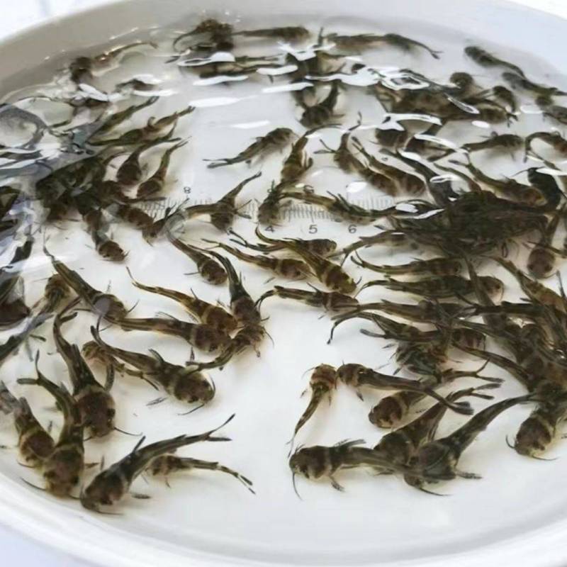 江苏，宿豫区黄骨鱼苗价格优惠，技术指导，售后跟踪服务
