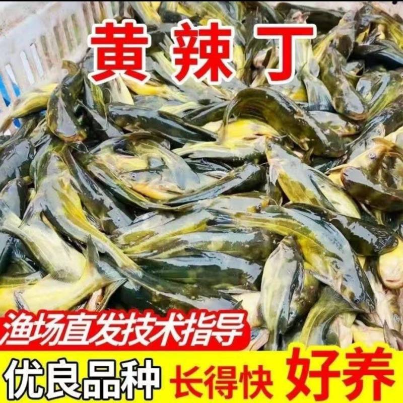 江苏，宿豫区黄骨鱼苗价格优惠，技术指导，售后跟踪服务