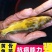 江苏，宿豫区黄骨鱼苗价格优惠，技术指导，售后跟踪服务