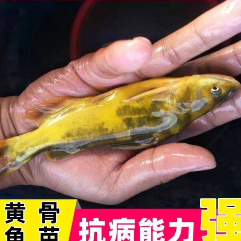 江苏，宿豫区黄骨鱼苗价格优惠，技术指导，售后跟踪服务