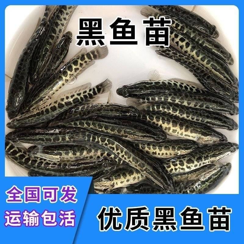江苏宿豫区黑鱼苗价格优惠，技术指导，售后跟踪服务