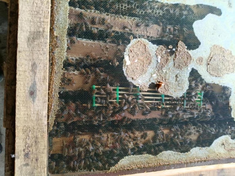 蜂蜜土蜂蜜我自家养殖的欢迎需要的老板电话联系