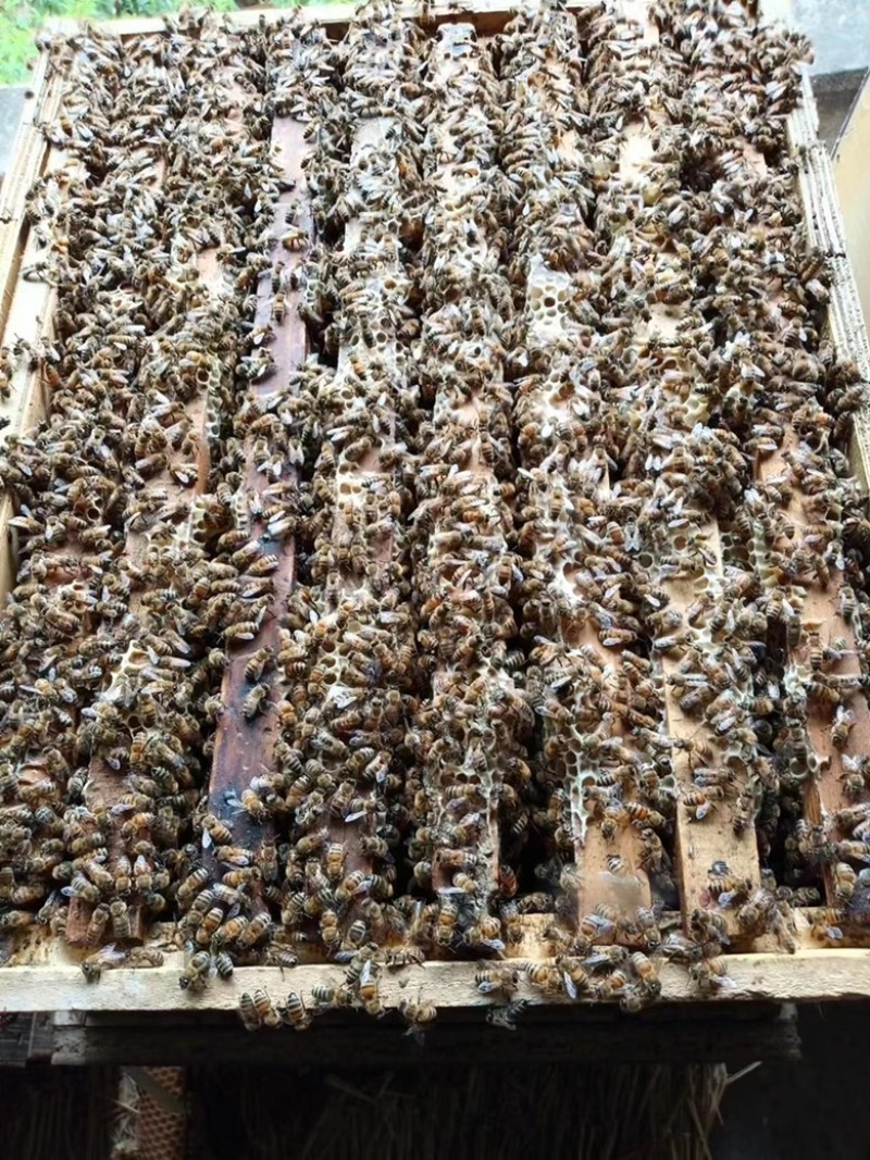 蜂蜜土蜂蜜我自家养殖的欢迎需要的老板电话联系