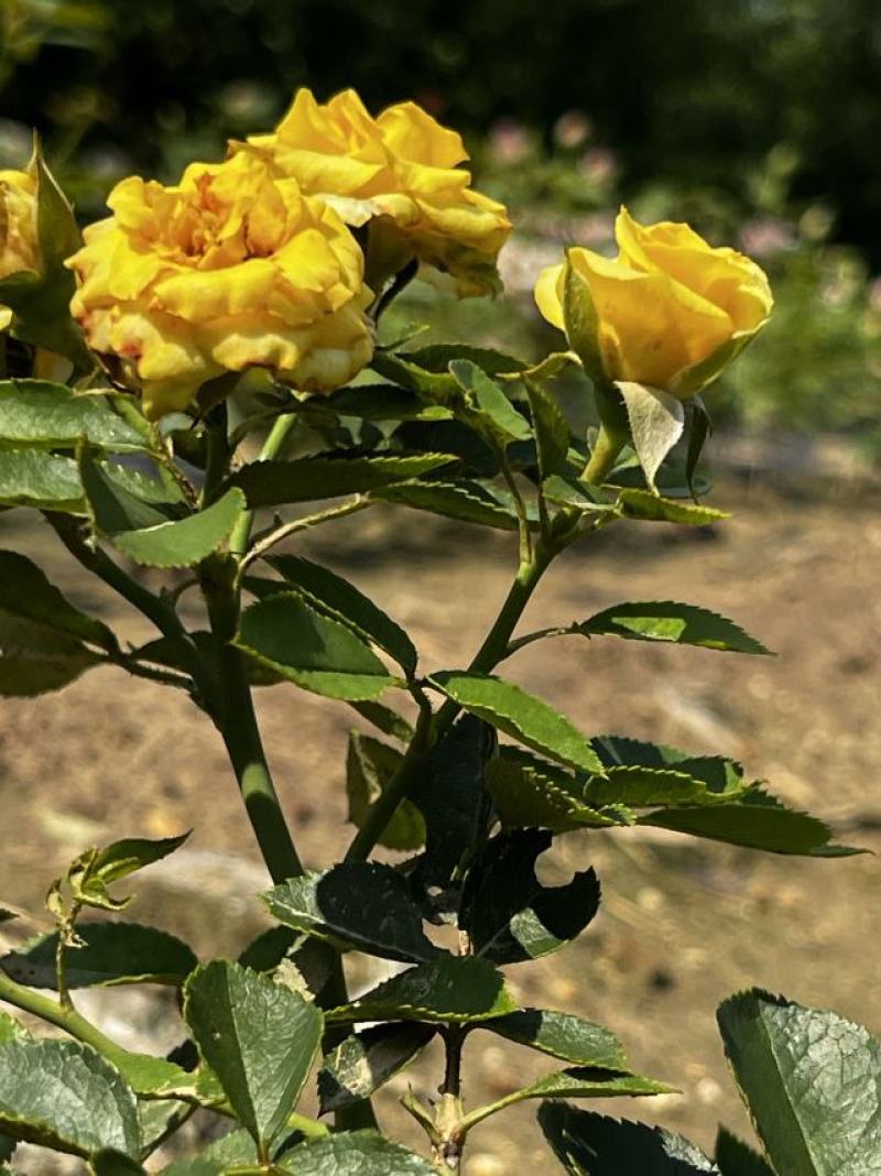 四季玫瑰月季花阳台种植观赏有耐热耐寒耐旱