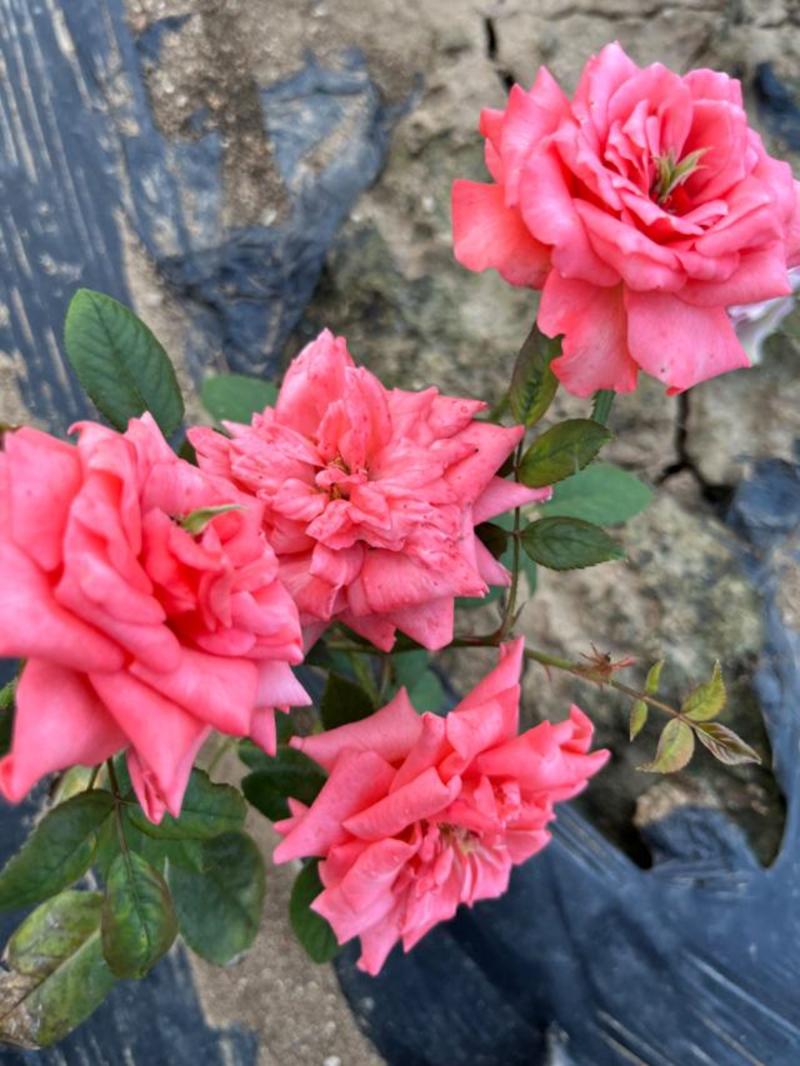 四季玫瑰月季花阳台种植观赏有耐热耐寒耐旱