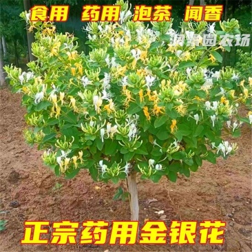山东临沂四季金银花清热败火家庭种植盆栽阳台观赏