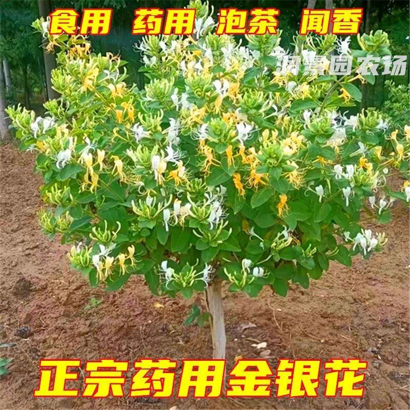山东临沂四季金银花清热败火家庭种植盆栽阳台观赏
