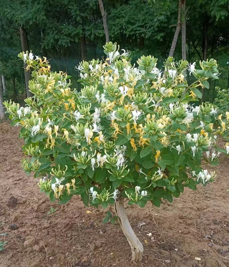 山东临沂四季金银花清热败火家庭种植盆栽阳台观赏