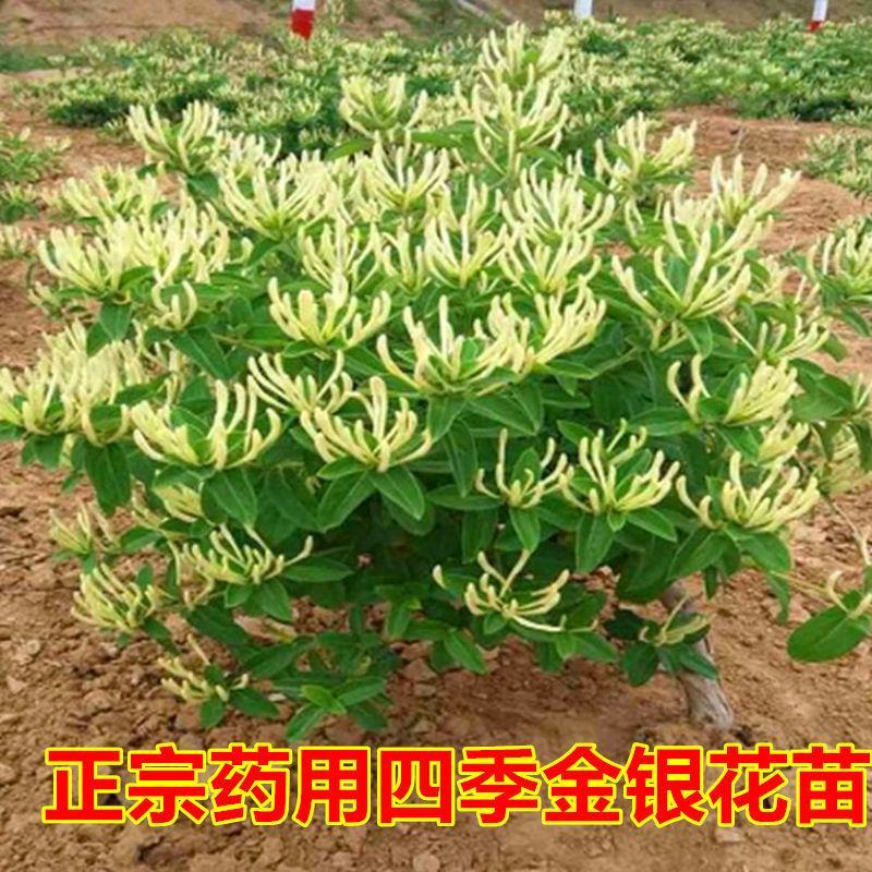 山东临沂四季金银花清热败火家庭种植盆栽阳台观赏
