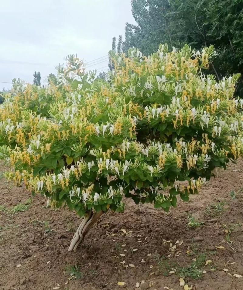 山东临沂四季金银花清热败火家庭种植盆栽阳台观赏