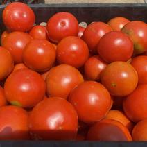西红柿🍅，大红果，2.5两起称，遂宁出货。可框装
