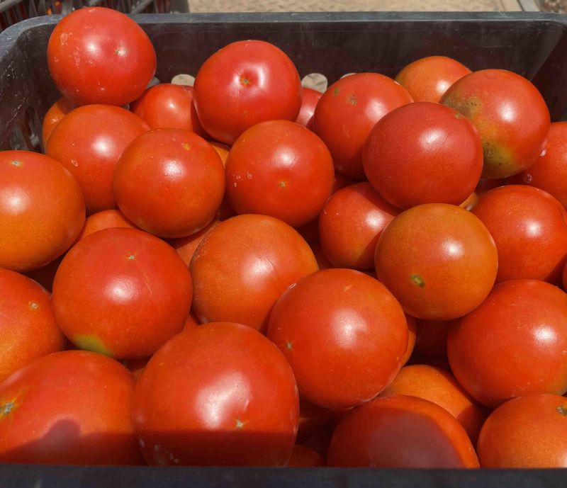 西红柿🍅，大红果，2.5两起称，遂宁出货。可框装