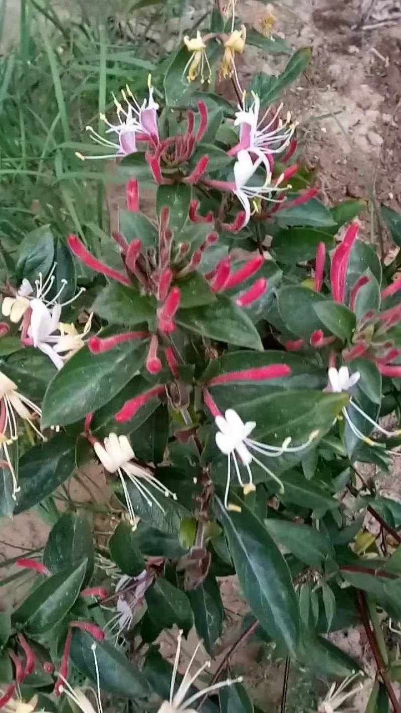 山东临沂四季金银花清热败火家庭种植盆栽阳台观赏