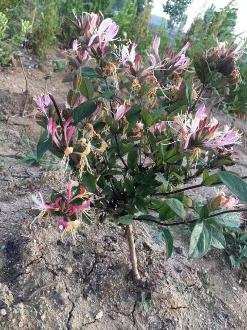 山东临沂四季金银花清热败火家庭种植盆栽阳台观赏