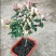 山东临沂四季金银花清热败火家庭种植盆栽阳台观赏