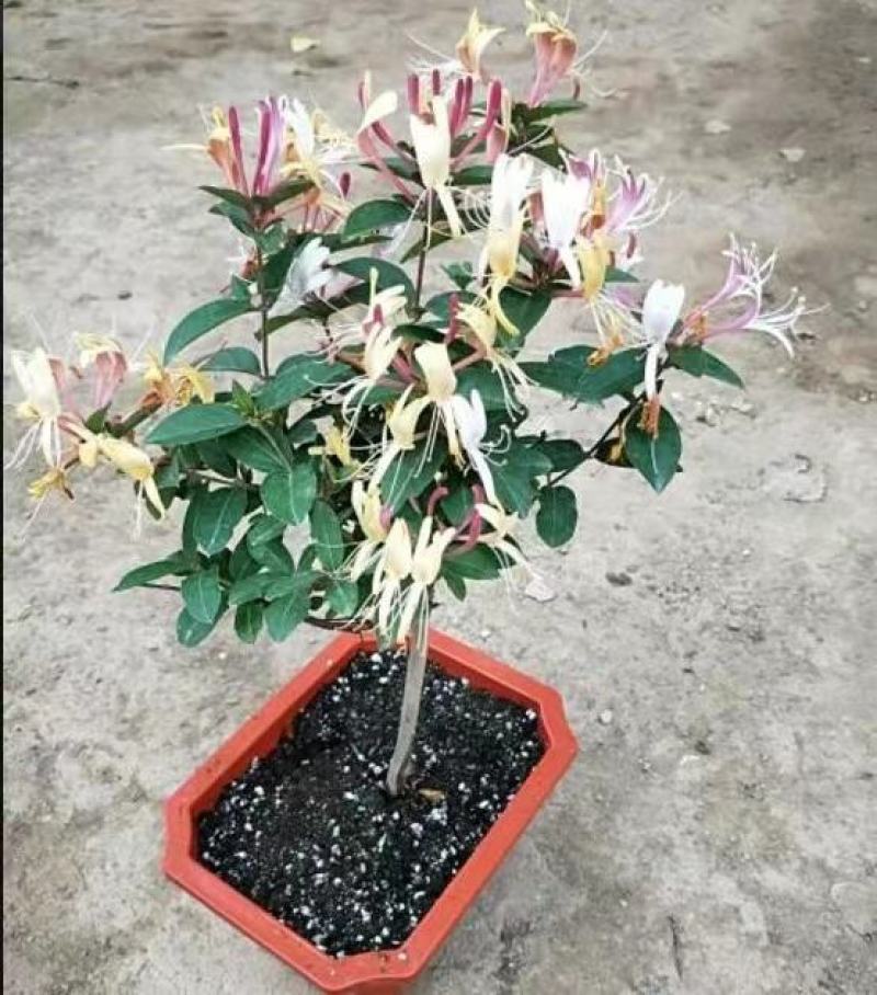 山东临沂四季金银花清热败火家庭种植盆栽阳台观赏