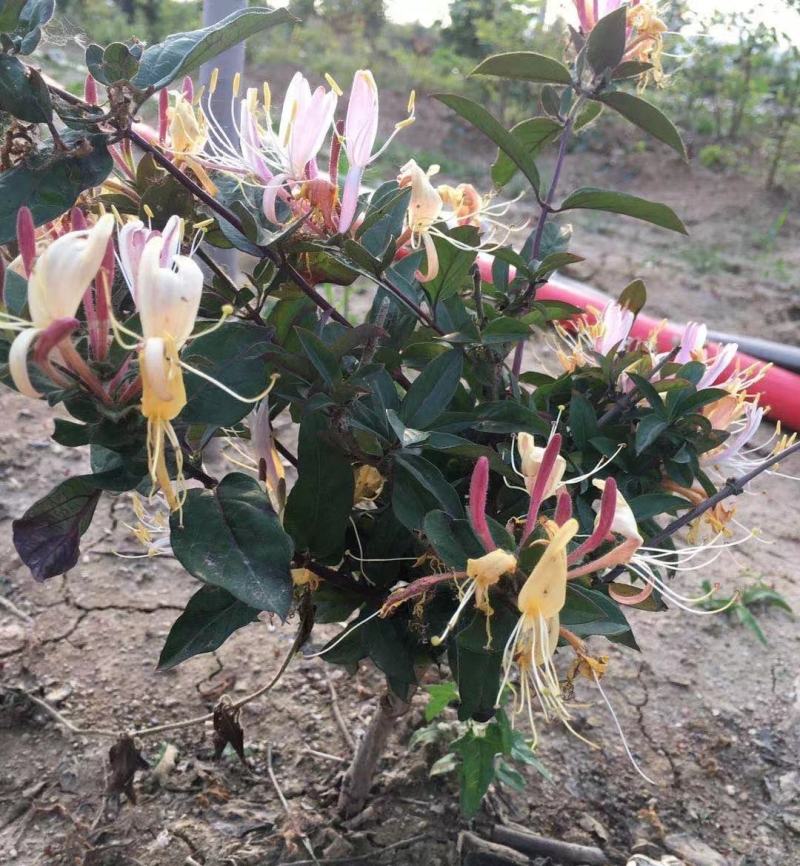 山东临沂四季金银花清热败火家庭种植盆栽阳台观赏