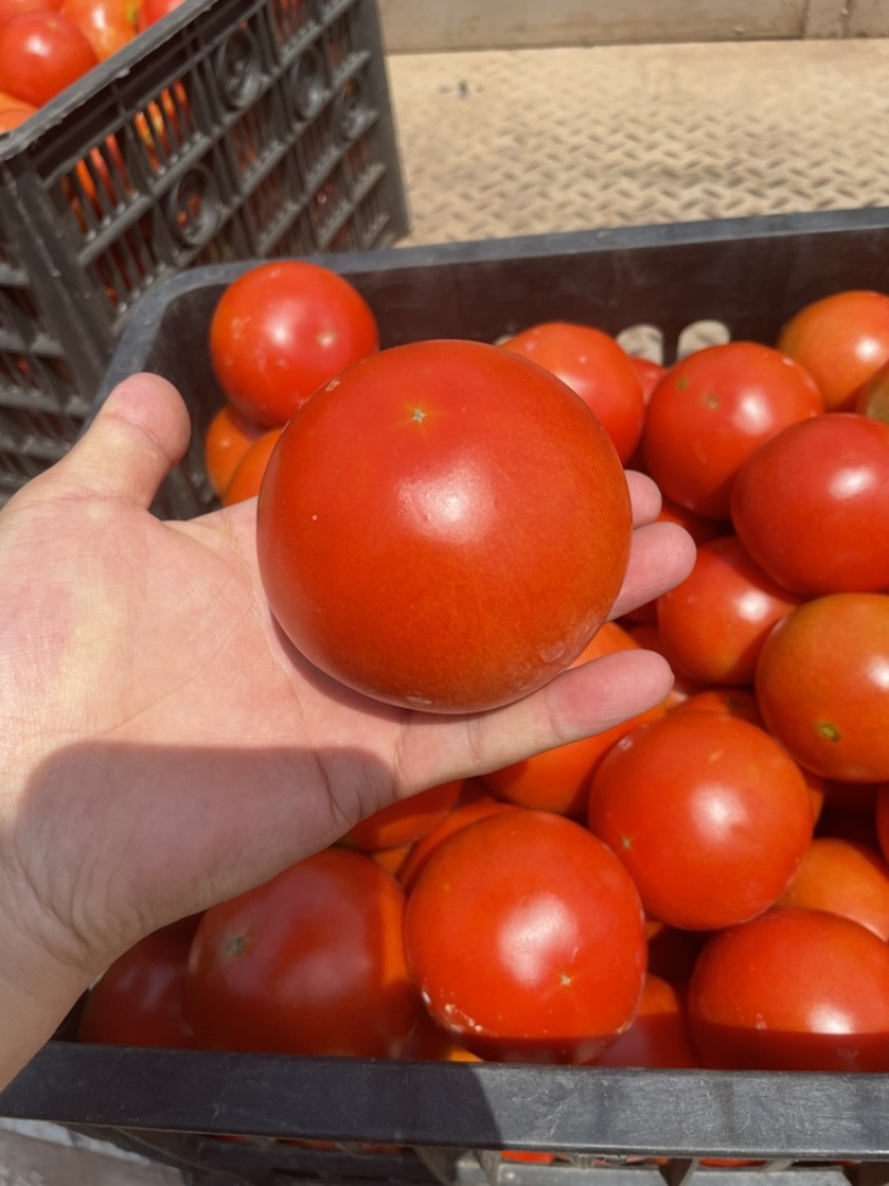西红柿🍅，大红果，2.5两起称，遂宁出货。可框装