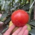 西红柿🍅，大红果，2.5两起称，遂宁出货。可框装
