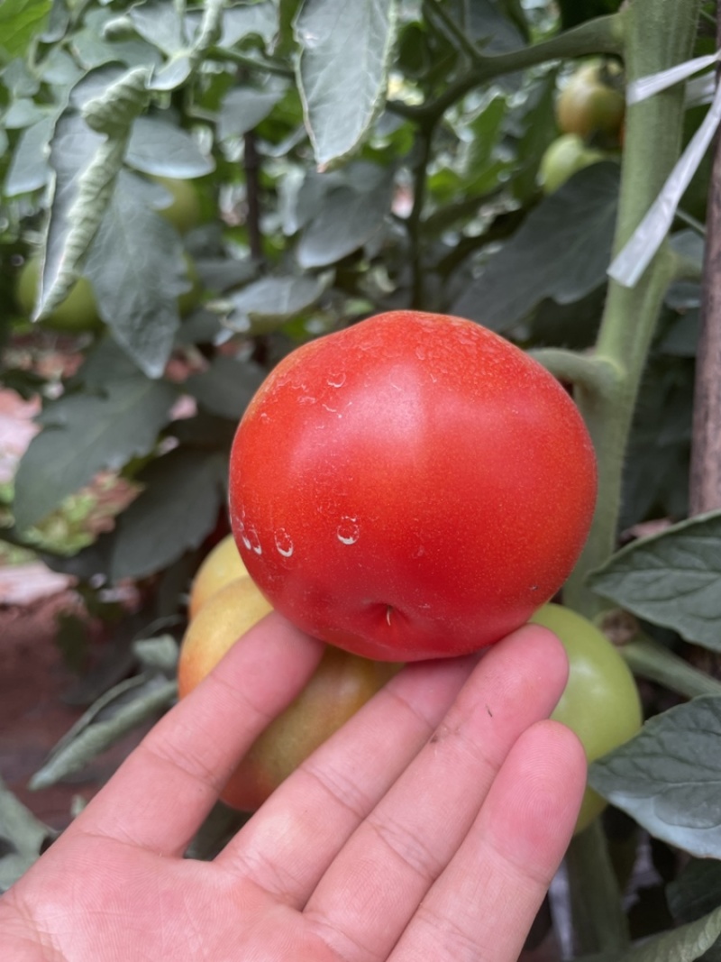 西红柿🍅，大红果，2.5两起称，遂宁出货。可框装