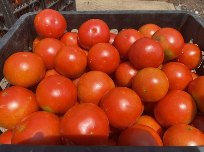 西红柿🍅，大红果，2.5两起称，遂宁出货。可框装