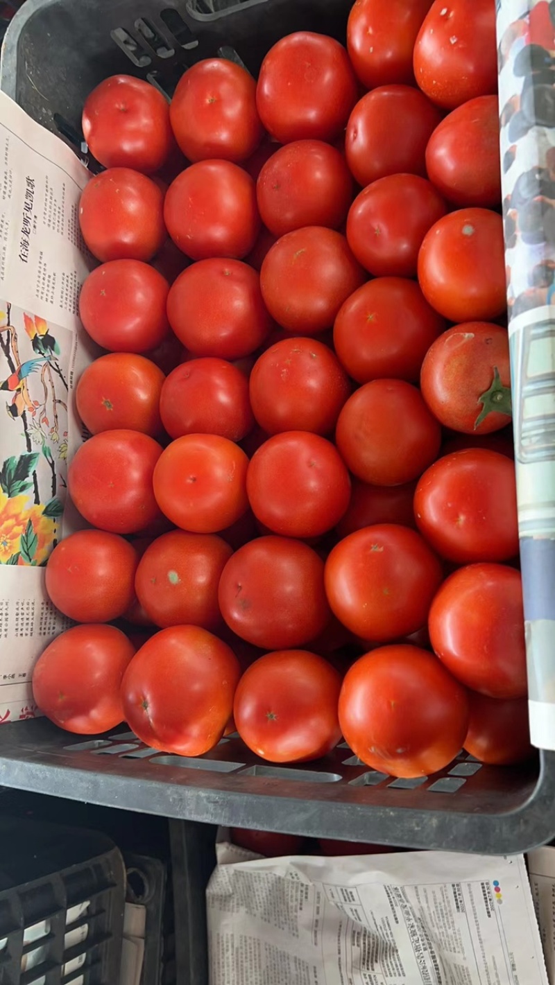 西红柿🍅，大红果，2.5两起称，遂宁出货。可框装