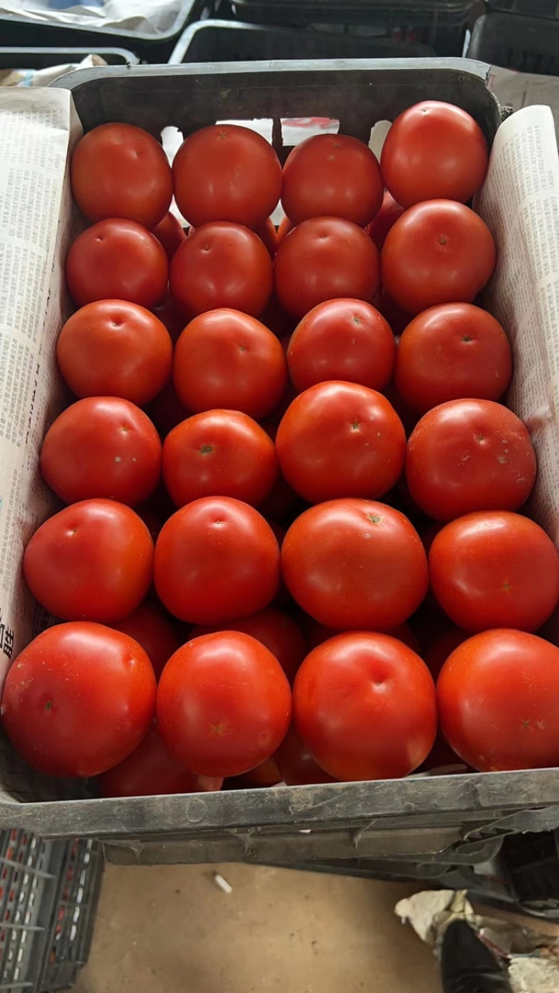 西红柿🍅，大红果，2.5两起称，遂宁出货。可框装