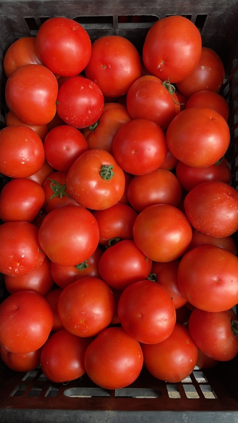西红柿🍅，大红果，2.5两起称，遂宁出货。可框装