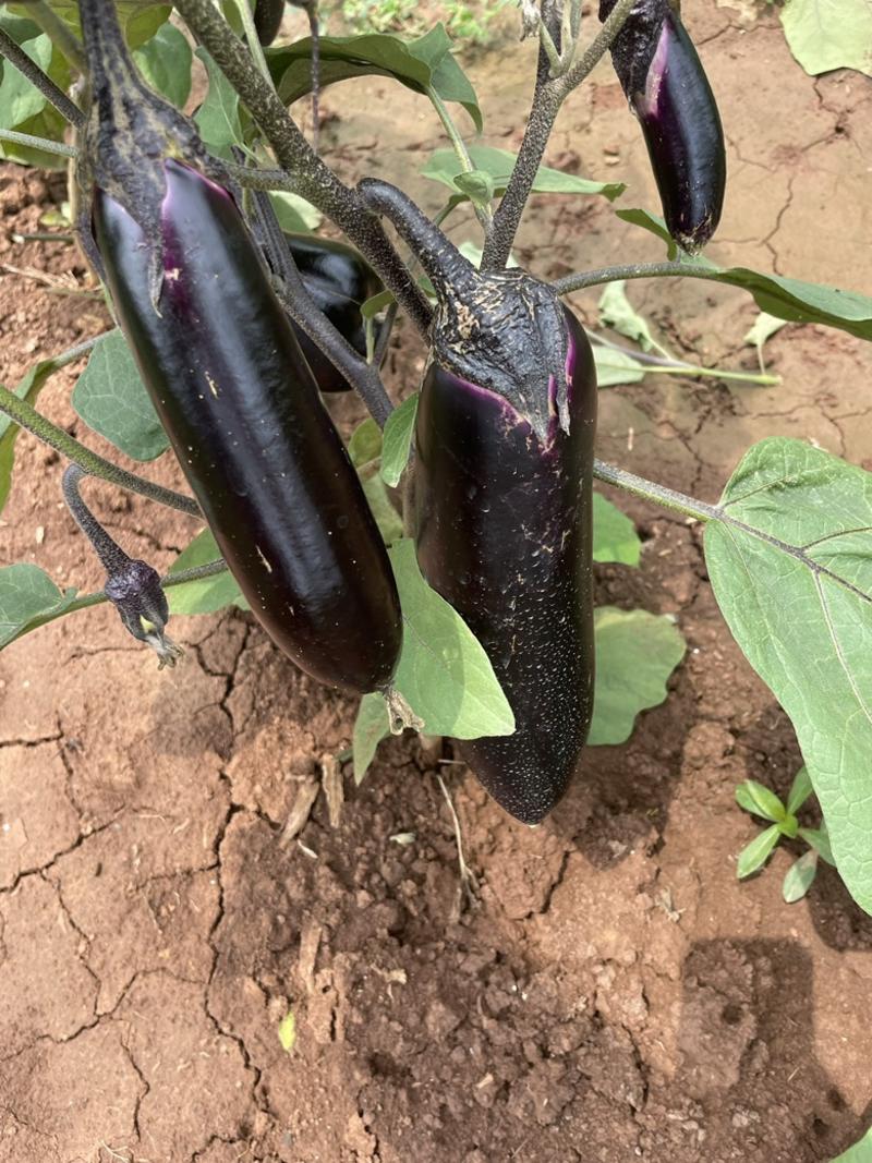 茄子烧烤茄、食堂货、工厂货、精品货，量大，需要的欢迎联系